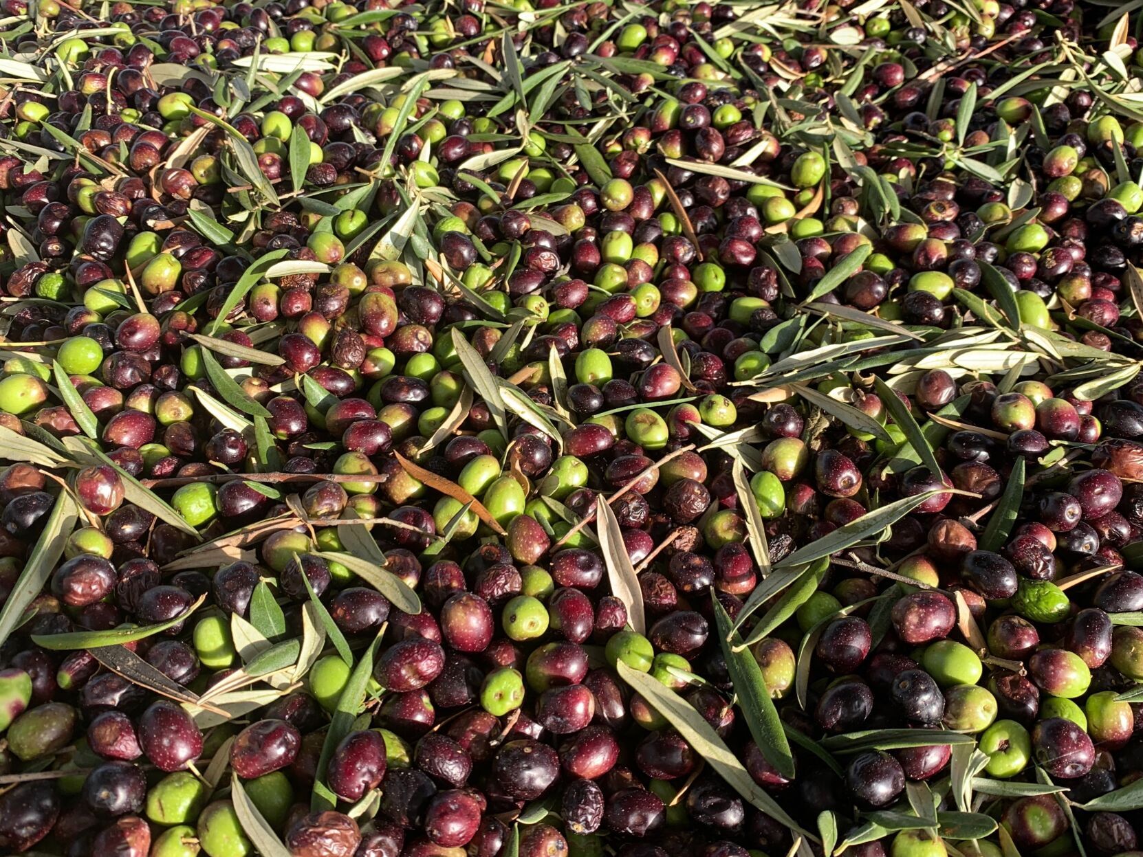 Olives
